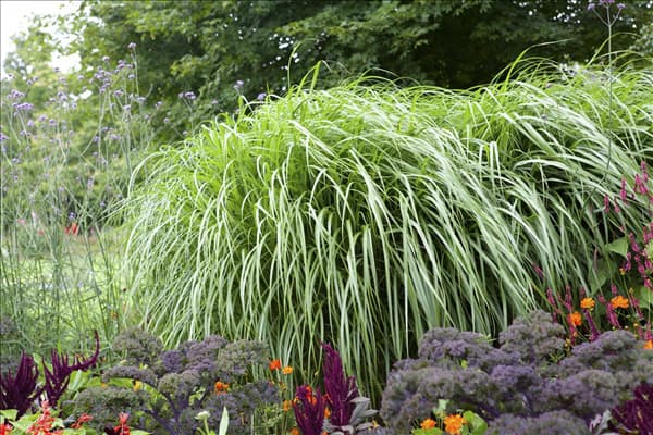 Pennisetum alopecuroides