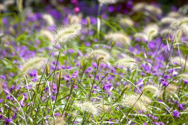 Pennisetum alopecuroides