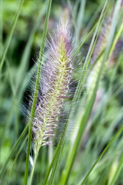 Pennisetum alopecuroides 'Cassian'