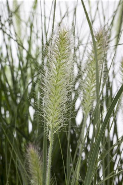 Pennisetum alopecuroides 'Hameln'