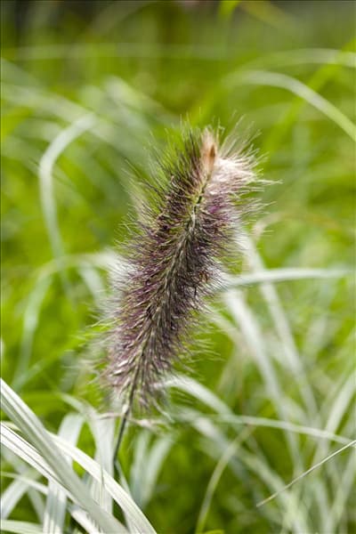 Pennisetum alopecuroides 'Japonicum'