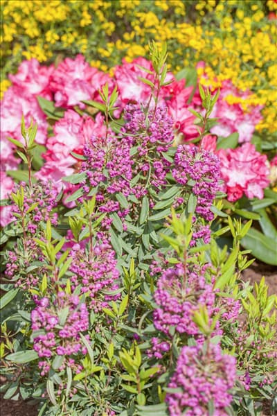 Kalmia angustifolia