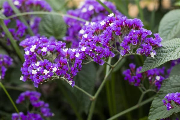 Limonium latifolium