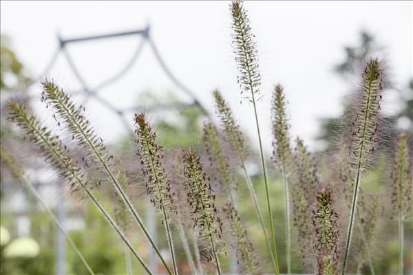 Pennisetum alopecuroides 'Hameln'