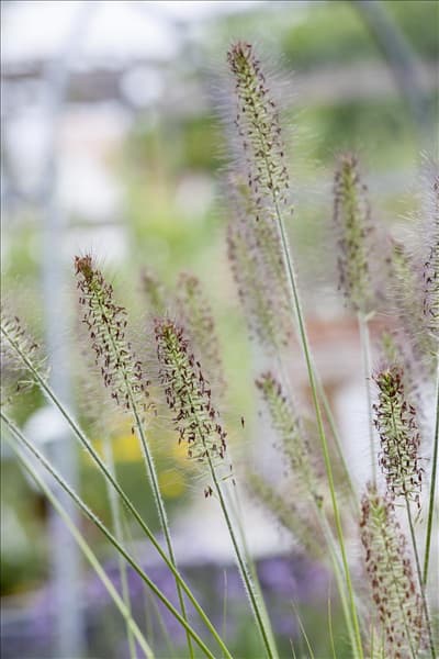 Pennisetum alopecuroides 'Hameln'