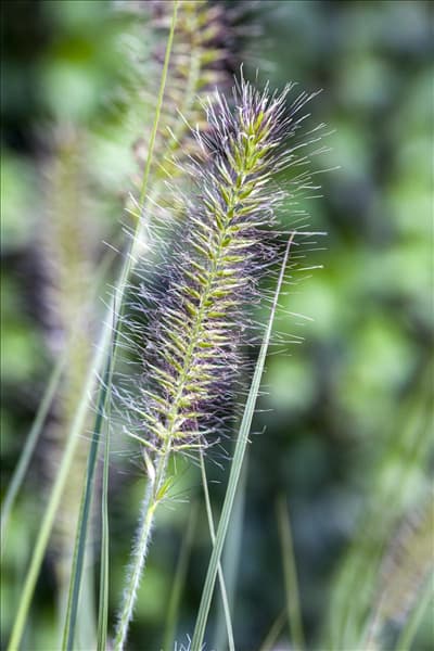 Pennisetum alopecuroides 'Hameln'