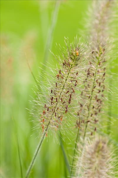 Pennisetum alopecuroides 'Hameln'