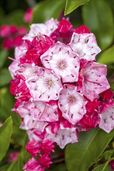 Kalmia latifolia 'Ostbo Red'