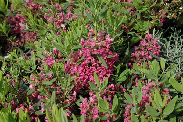 Kalmia latifolia