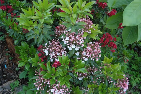 Kalmia latifolia