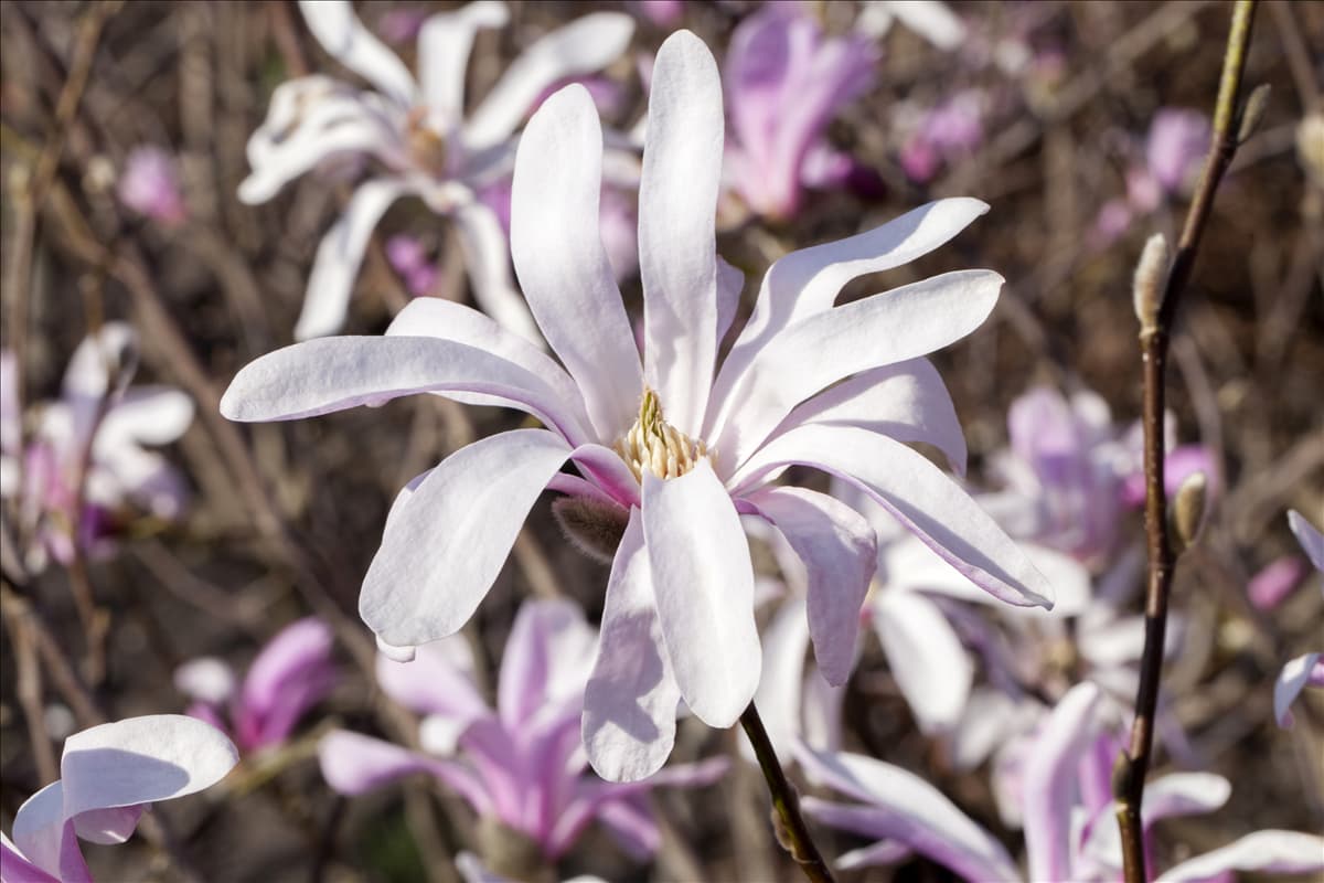 Magnolia liliiflora 'Susan'