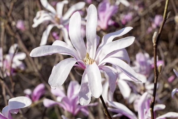 Magnolia liliiflora 'Susan'