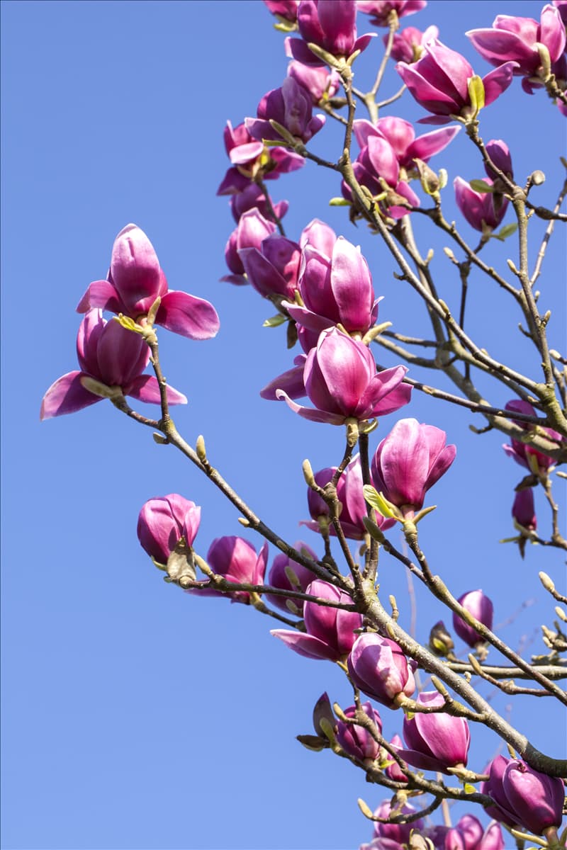 Magnolia liliiflora 'Nigra'