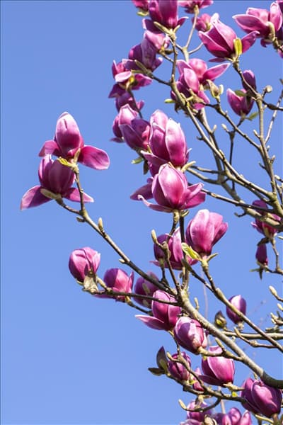 Magnolia liliiflora 'Nigra'