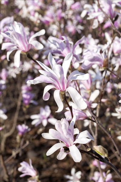 Magnolia liliiflora 'Susan'