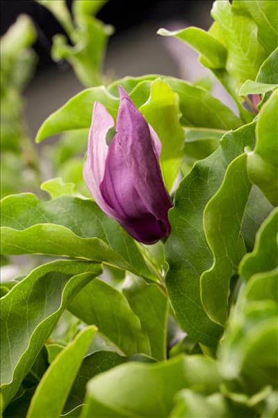 Magnolia liliiflora 'Susan'