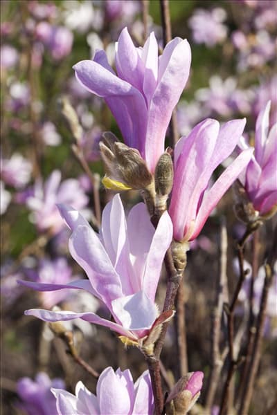 Magnolia liliiflora 'Susan'