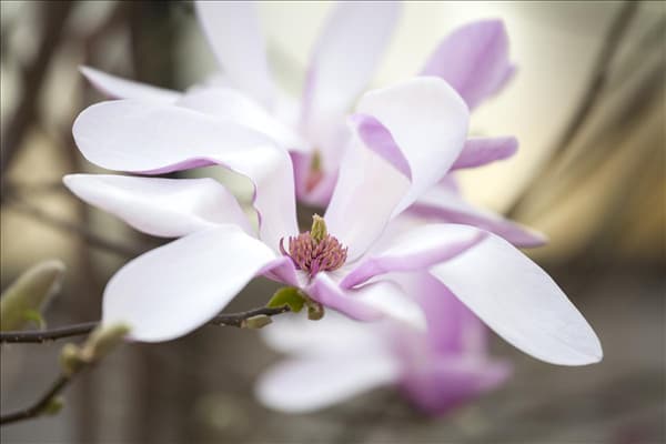 Magnolia liliiflora 'Susan'