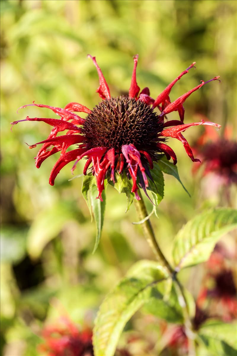 Monarda didyma 'Squaw'