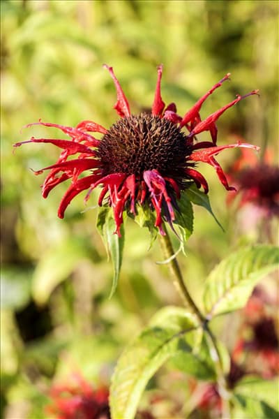 Monarda didyma 'Squaw'