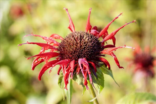 Monarda didyma 'Squaw'