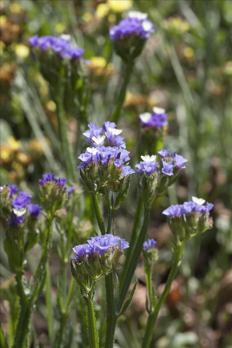 Limonium sinuatum