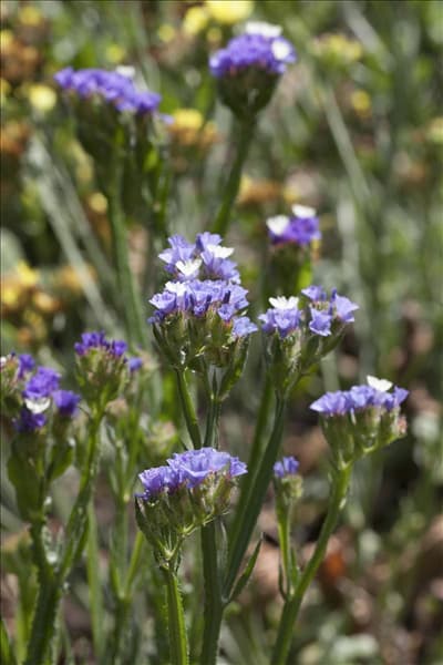 Limonium sinuatum