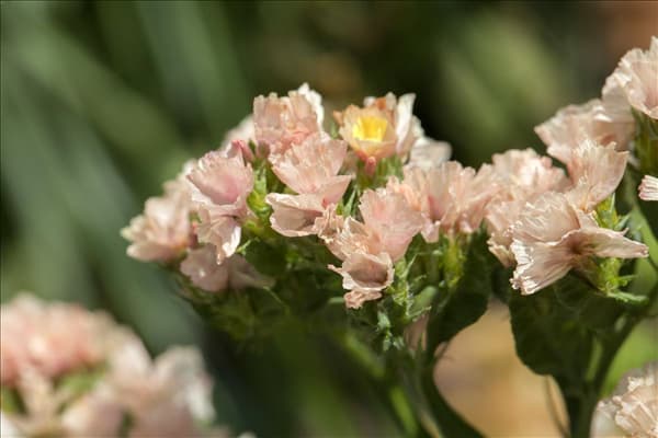 Limonium sinuatum