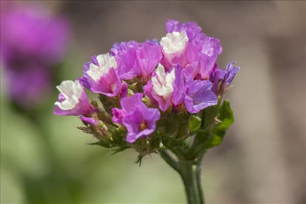Limonium sinuatum
