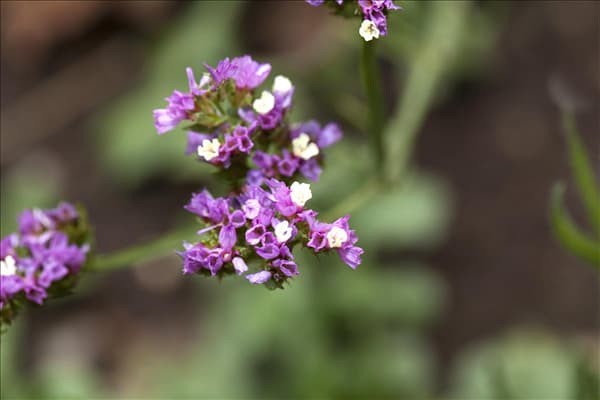 Limonium sinuatum