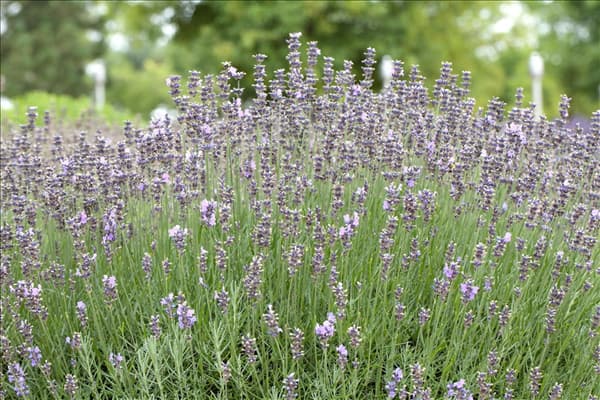 Lavandula angustifolia 'Munstead'
