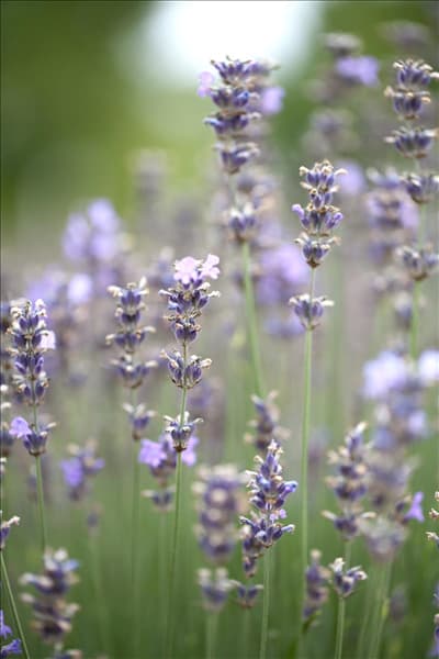 Lavandula angustifolia 'Munstead'