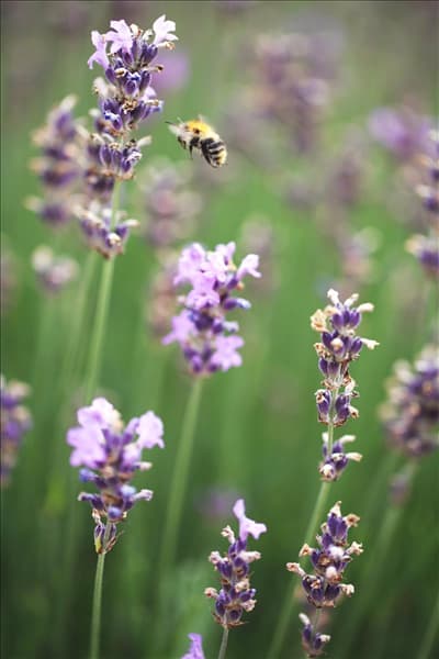 Lavandula angustifolia 'Munstead'