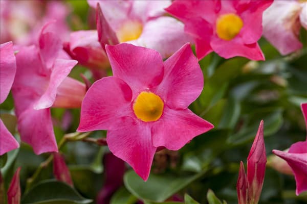 Mandevilla sanderi 'Sundaville'®