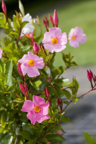 Mandevilla sanderi 'Sundaville'®