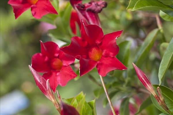 Mandevilla sanderi 'Sundaville'®