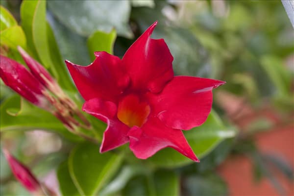 Mandevilla sanderi 'Sundaville® Red'