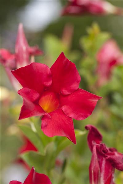 Mandevilla sanderi 'Sundaville'®