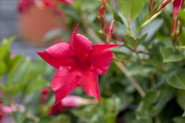 Mandevilla sanderi 'Sundaville'®