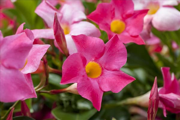 Mandevilla sanderi 'Sundaville'®