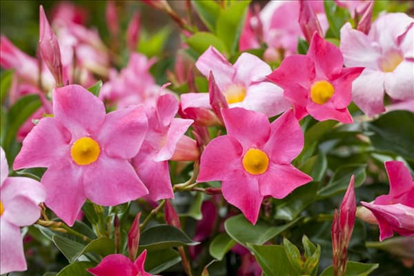 Mandevilla sanderi 'Sundaville'®