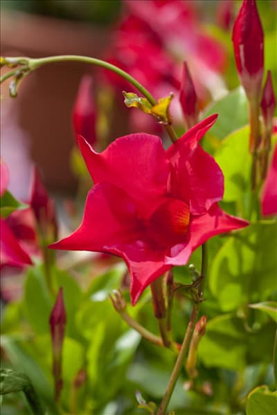 Mandevilla sanderi 'Sundaville'®