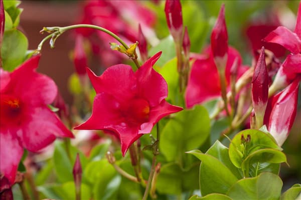 Mandevilla sanderi Sundaville® 'Rio Hot Pink'