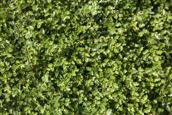 Nothofagus antarctica