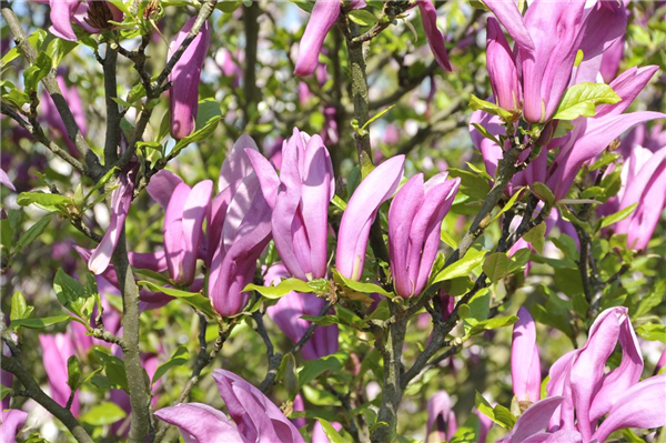 Magnolia liliiflora 'Betty'