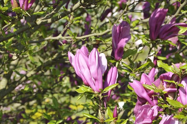Magnolia liliiflora 'Betty'