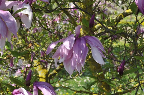 Magnolia liliiflora 'Betty'