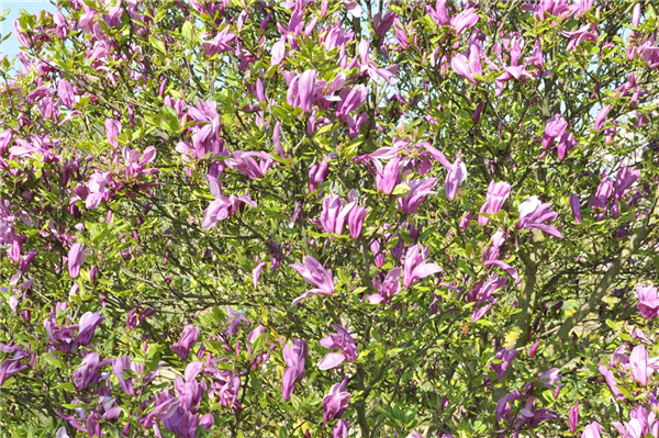 Magnolia liliiflora 'Betty'