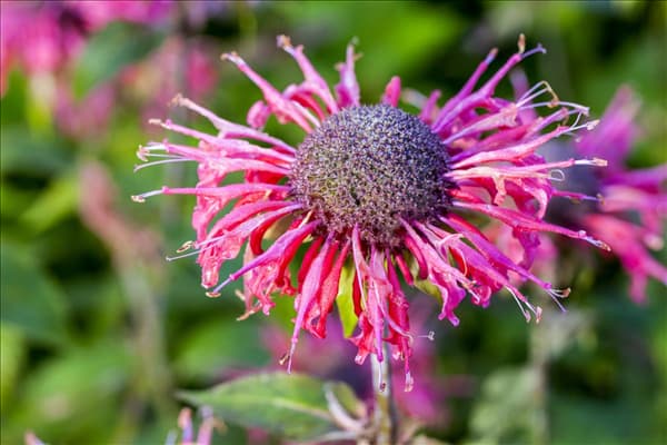 Monarda fistulosa 'Because'