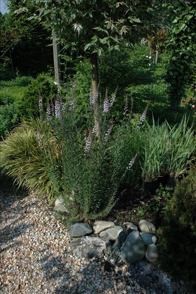 Linaria purpurea